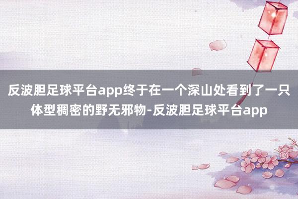 反波胆足球平台app终于在一个深山处看到了一只体型稠密的野无邪物-反波胆足球平台app